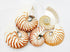 Striped Nautilus Half Shell Set of 2 various sizes